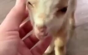 Adorable Baby Goat