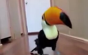 Toucan Doing A Merry Tippy Tap - Animals - VIDEOTIME.COM