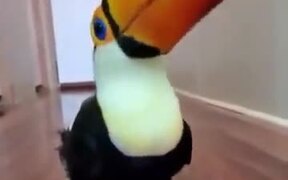 Toucan Doing A Merry Tippy Tap - Animals - VIDEOTIME.COM