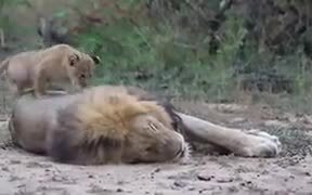 Lion Cub Disturbing Sleeping Father - Animals - VIDEOTIME.COM