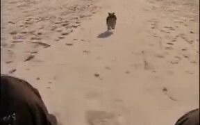 A Small Dog Faster Than You Imagine