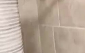Dog Does Not Want To Take A Shower