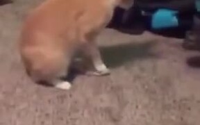 Cat Accidentally Steps On Its Own Tail - Animals - VIDEOTIME.COM