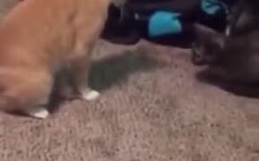 Cat Accidentally Steps On Its Own Tail