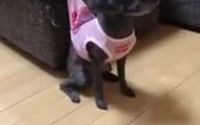 Naughty Cat Having Fun With Dog - Animals - VIDEOTIME.COM