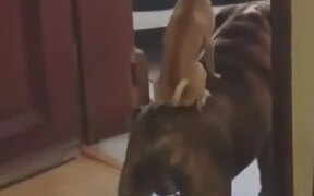 When Your Dogs Watch Hakuna Matata - Animals - VIDEOTIME.COM