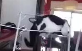 Hilarious Fall Of A Cat - Animals - VIDEOTIME.COM