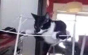 Hilarious Fall Of A Cat