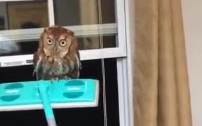 Most Intense Owl Situation