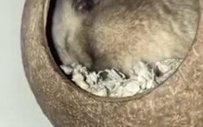 Cute Hamster In A Coconut Shell