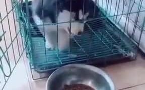 A Dumb Husky Puppy - Animals - VIDEOTIME.COM