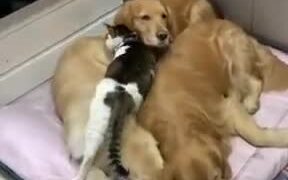 Cat Sleeps Between Three Dog - Animals - VIDEOTIME.COM