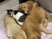 Cat Sleeps Between Three Dog