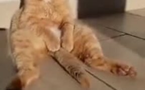 Cat With The Weirdest Relaxing Pose - Animals - VIDEOTIME.COM