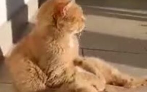 Cat With The Weirdest Relaxing Pose - Animals - VIDEOTIME.COM