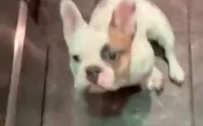 The Joy Of Having Dogs - Animals - VIDEOTIME.COM