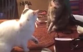 Surprise Cat Attack - Animals - VIDEOTIME.COM