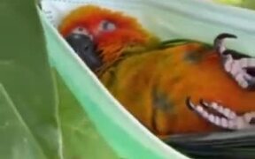 Parrot Chills Out In A Face Mask Hammock!