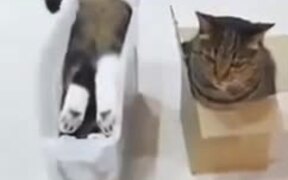 Cats In Boxes - Animals - VIDEOTIME.COM