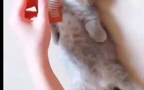 Little Kitten Gets A Full-Body Spa! - Animals - VIDEOTIME.COM