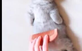 Little Kitten Gets A Full-Body Spa! - Animals - VIDEOTIME.COM