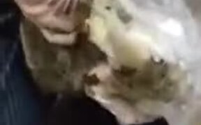 Cat Jumps Inside The Fridge And Steals Snacks! - Animals - VIDEOTIME.COM