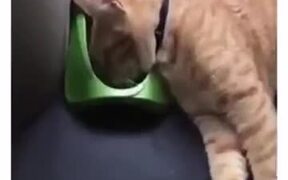 Stupid Cat Falls Asleep Face First In Water!