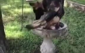 Huge German Shepherd Tries To Fit Into A Fountain! - Animals - VIDEOTIME.COM