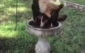 Huge German Shepherd Tries To Fit Into A Fountain!