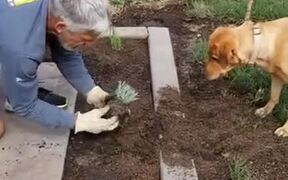 This Doggo Is Eager To Help With Gardening!