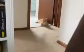Cat Does A Sneak Attack!