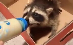 Raccoon Babies Are Feisty Little Creatures