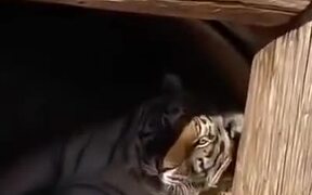 Tiger Hates Getting Up In The Morning - Animals - VIDEOTIME.COM