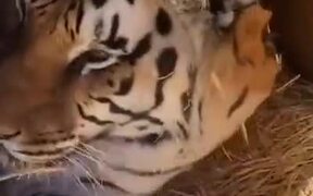 Tiger Hates Getting Up In The Morning - Animals - VIDEOTIME.COM