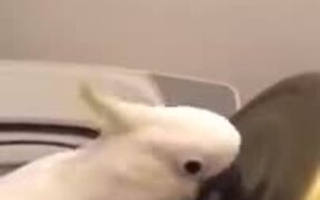 This Cockatoo Is A Master Percussionist! - Animals - VIDEOTIME.COM