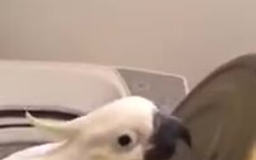 This Cockatoo Is A Master Percussionist! - Animals - VIDEOTIME.COM