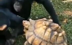 Adorable Chimpanzee Shares Food With Tortoise
