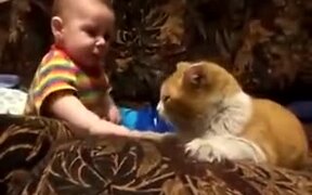 4-Legged Baby Sitter Won't Take No For An Answer - Animals - VIDEOTIME.COM