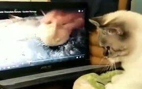 Cat's Taking Cooking Lessons From Chef Ramsay