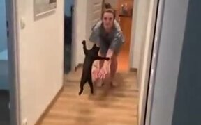 When You Meet Your Cat After A Long Day Of Work - Animals - VIDEOTIME.COM