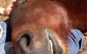 It's Illegal To Get Up When A Horse Sleeps