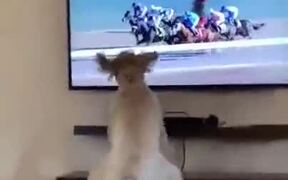 Who Loves Horse Racing? This Doggo Does!