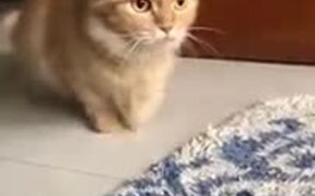 Cat's Movements Are So Controlled
