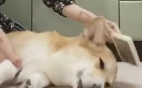 Angry Dogs Need Massages