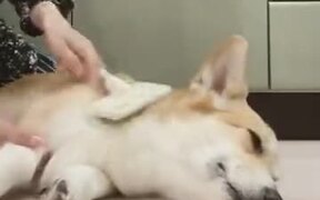 Angry Dogs Need Massages - Animals - VIDEOTIME.COM