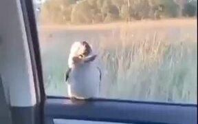 Bird Goes Up And Down On The Car Window