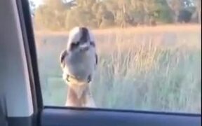 Bird Goes Up And Down On The Car Window - Animals - VIDEOTIME.COM