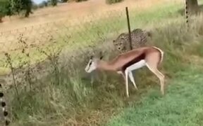 Gazelle Understands The Fence Will Protect It - Animals - VIDEOTIME.COM