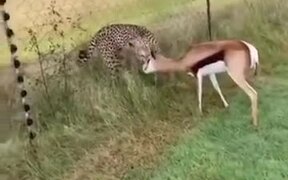 Gazelle Understands The Fence Will Protect It - Animals - VIDEOTIME.COM