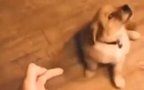 Puppy Gets 'Shot' And Plays Dead - Animals - VIDEOTIME.COM